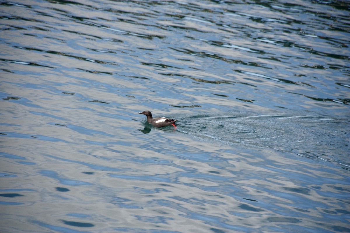 Pigeon Guillemot - ML620802146