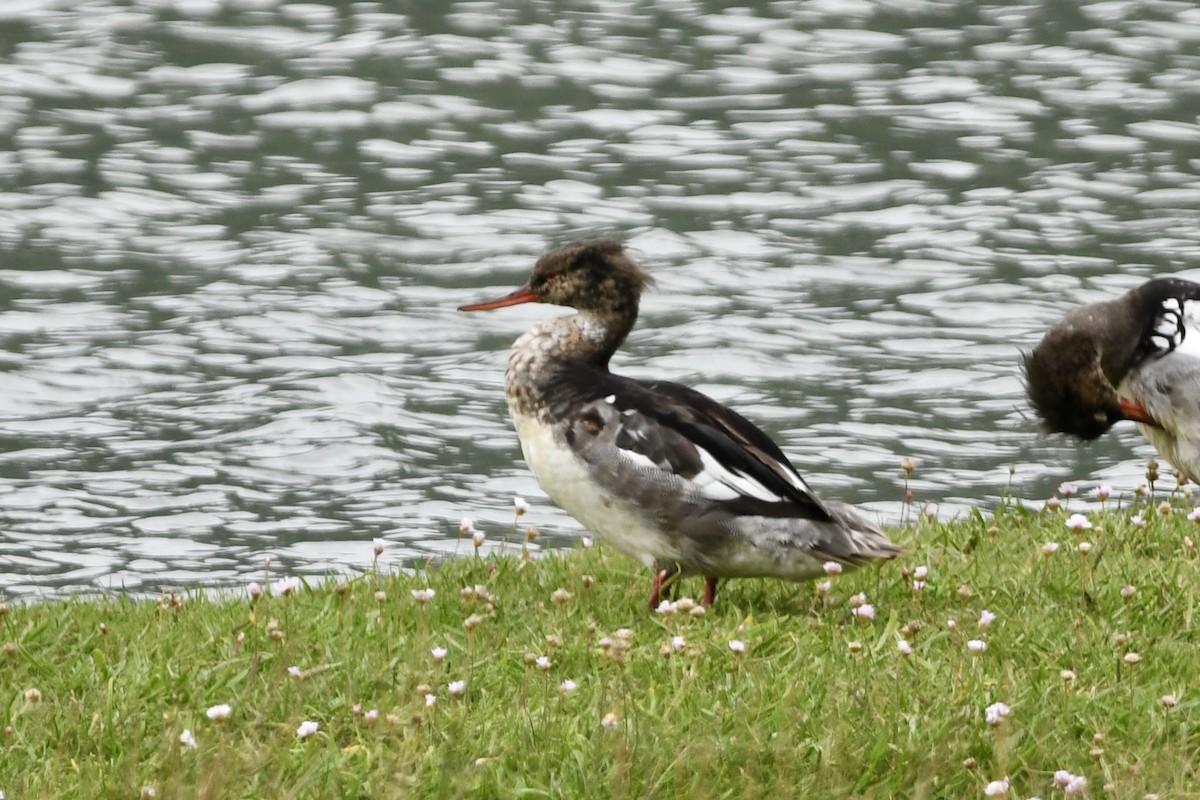 Red-breasted Merganser - ML620802147