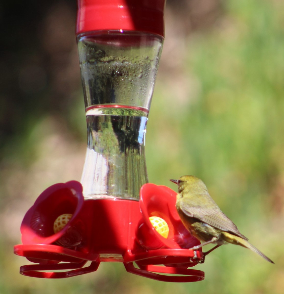 Orange-crowned Warbler - ML620802149