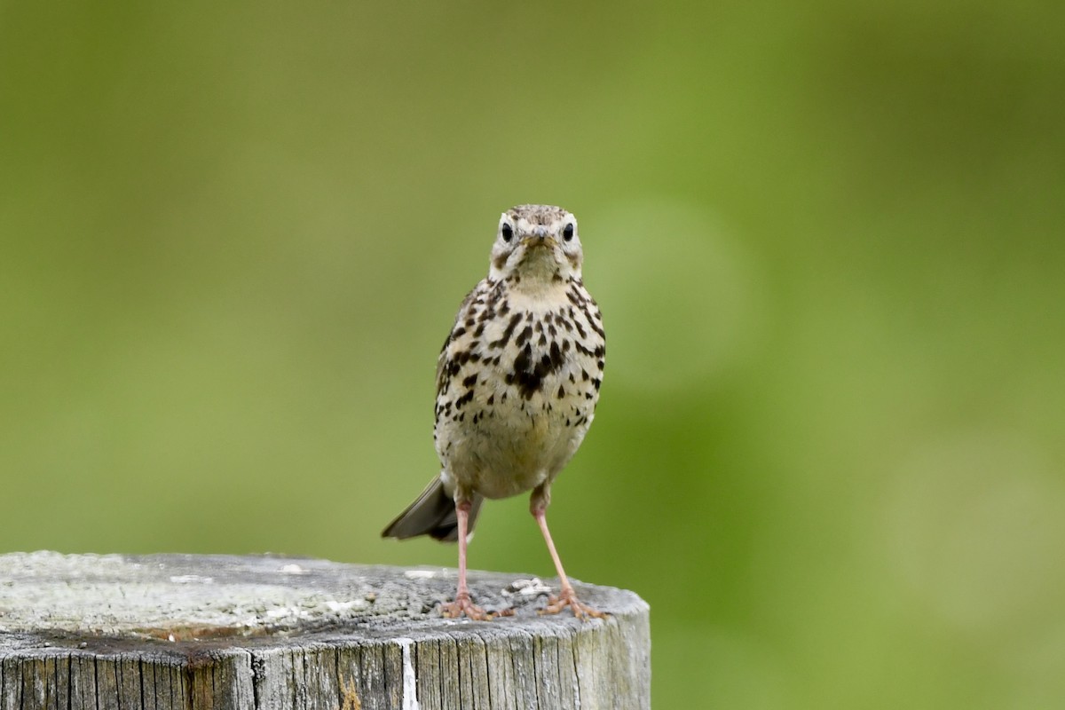 Meadow Pipit - Stanley Davis