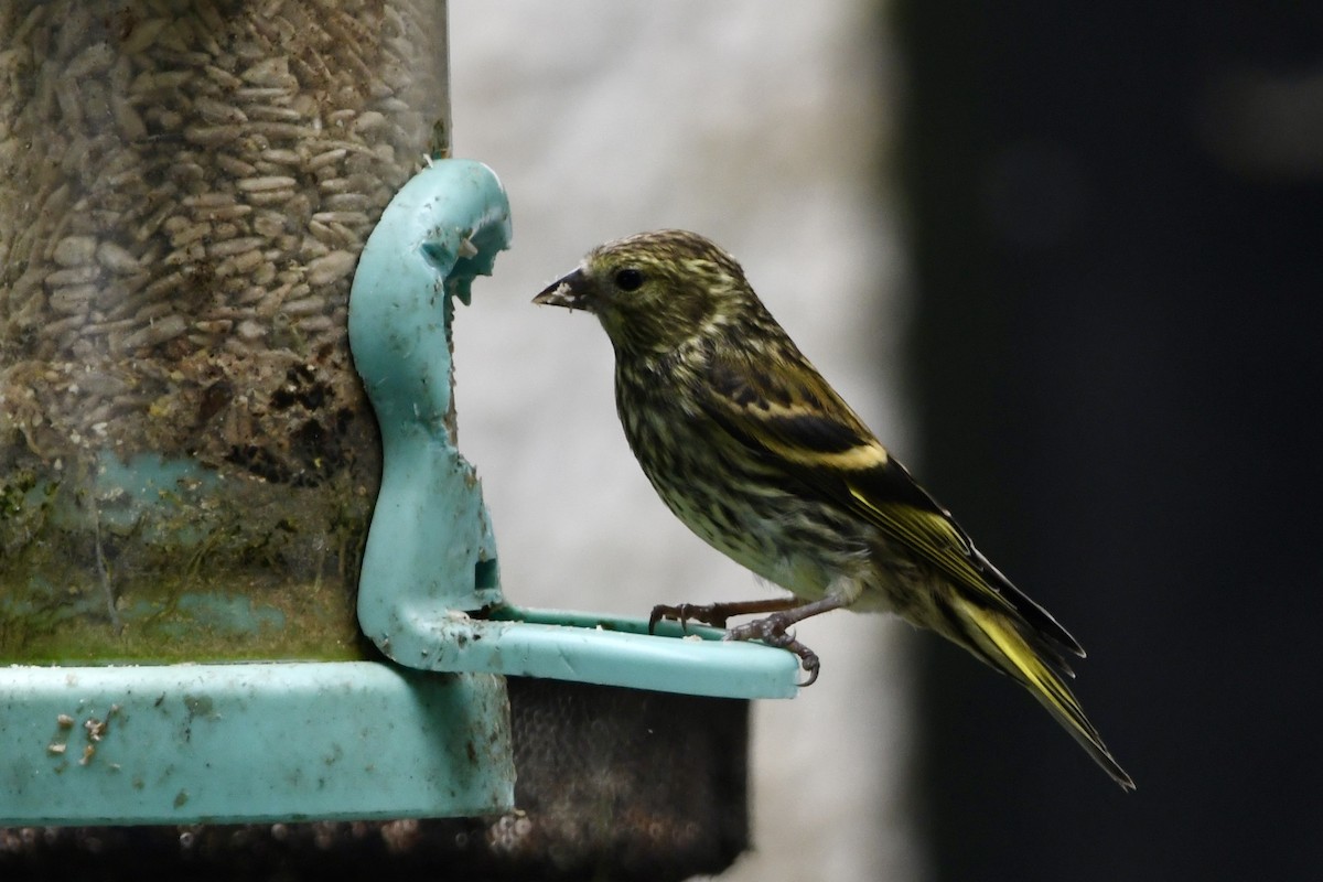 Eurasian Siskin - ML620802152