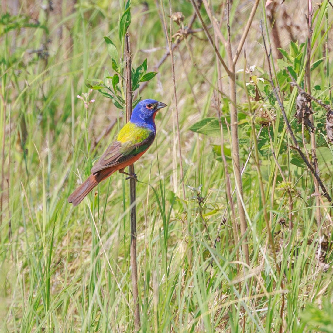 Painted Bunting - ML620802153