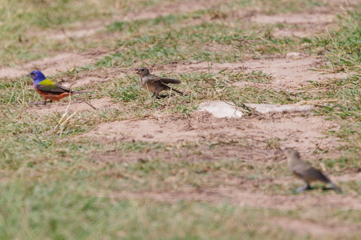 Painted Bunting - ML620802154