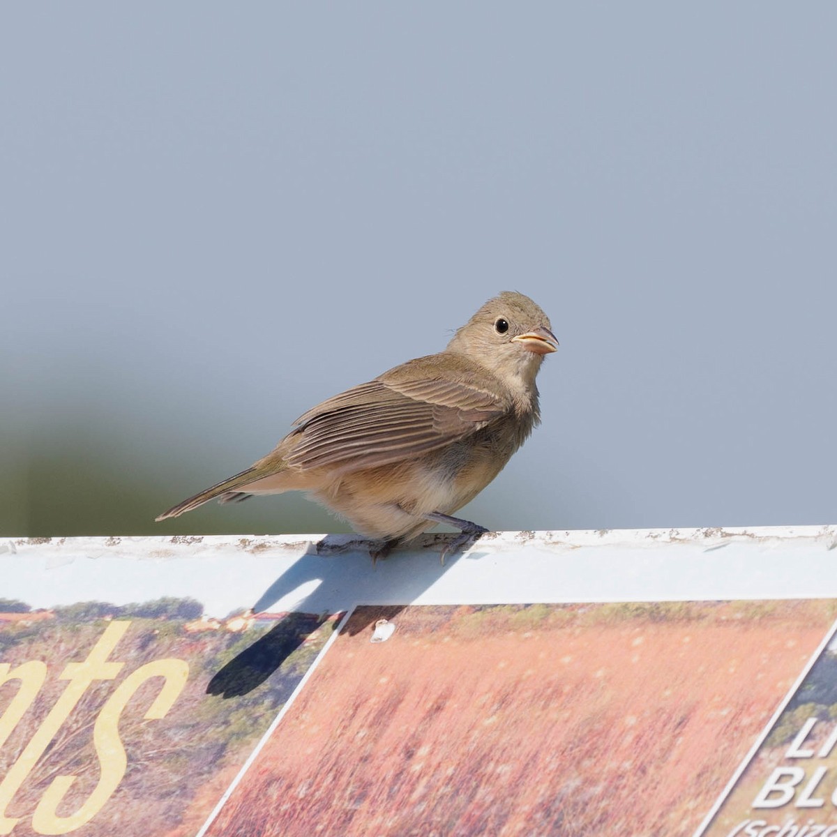 Painted Bunting - ML620802156