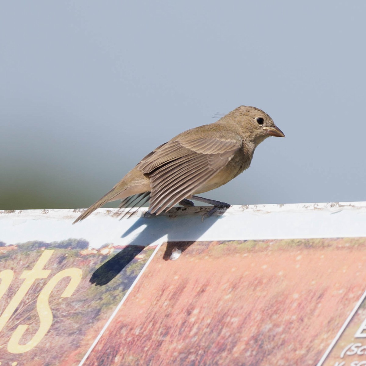 Painted Bunting - ML620802158