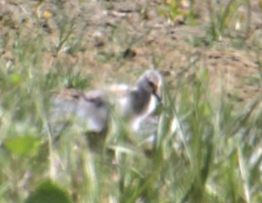 Pied Avocet - ML620802196