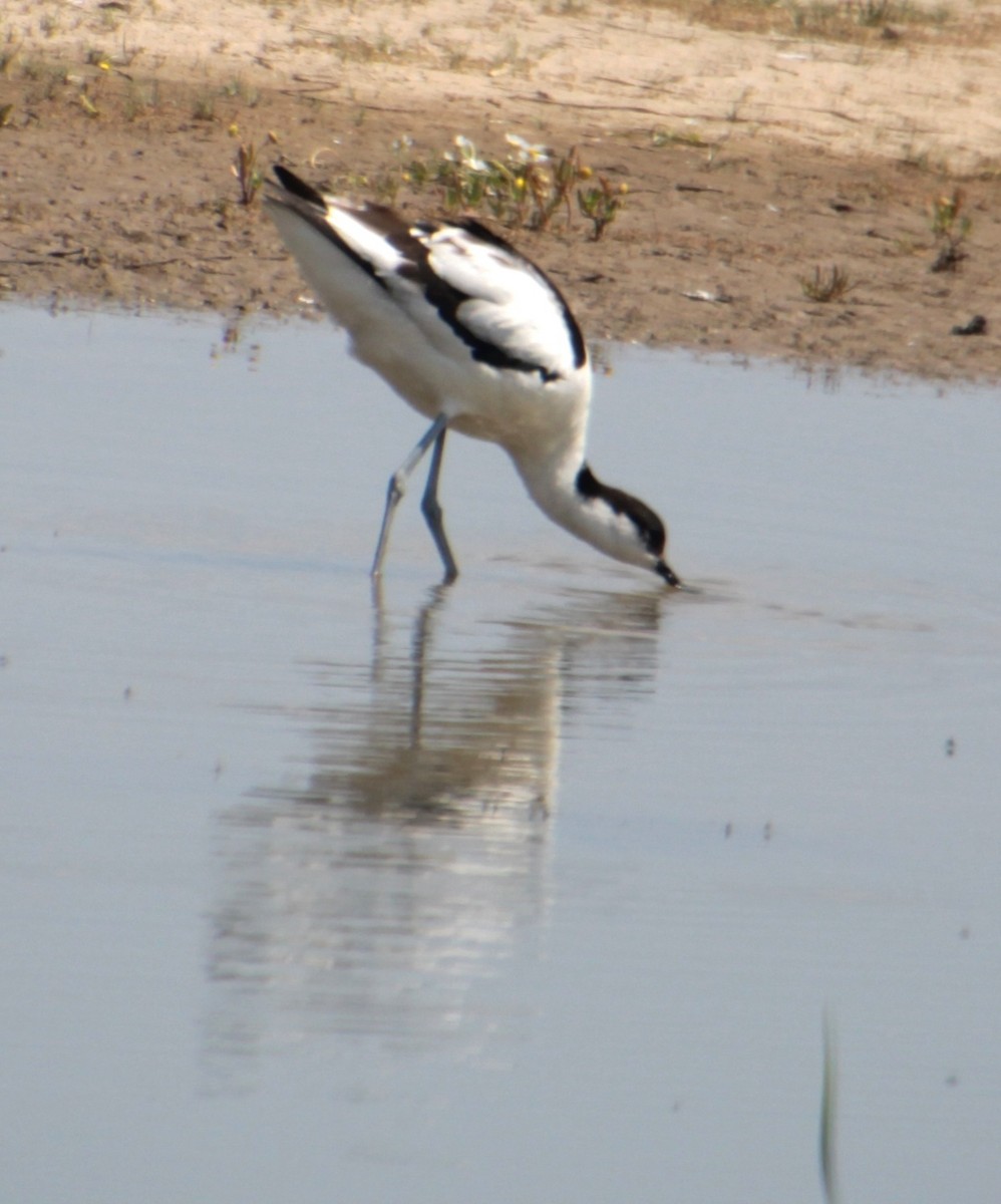 Pied Avocet - ML620802198