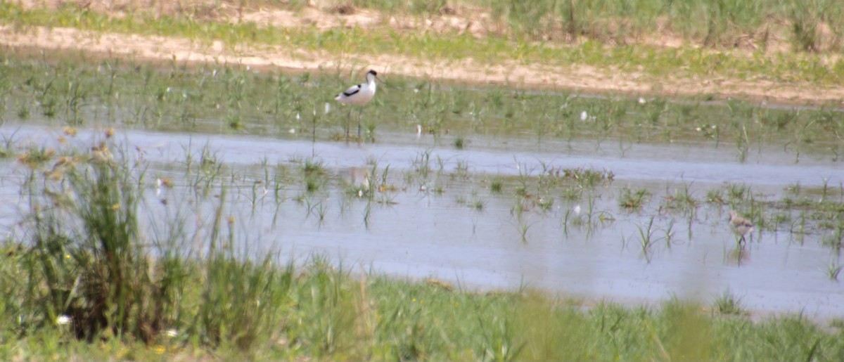 Avocette élégante - ML620802200