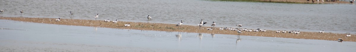 Avocette élégante - ML620802201