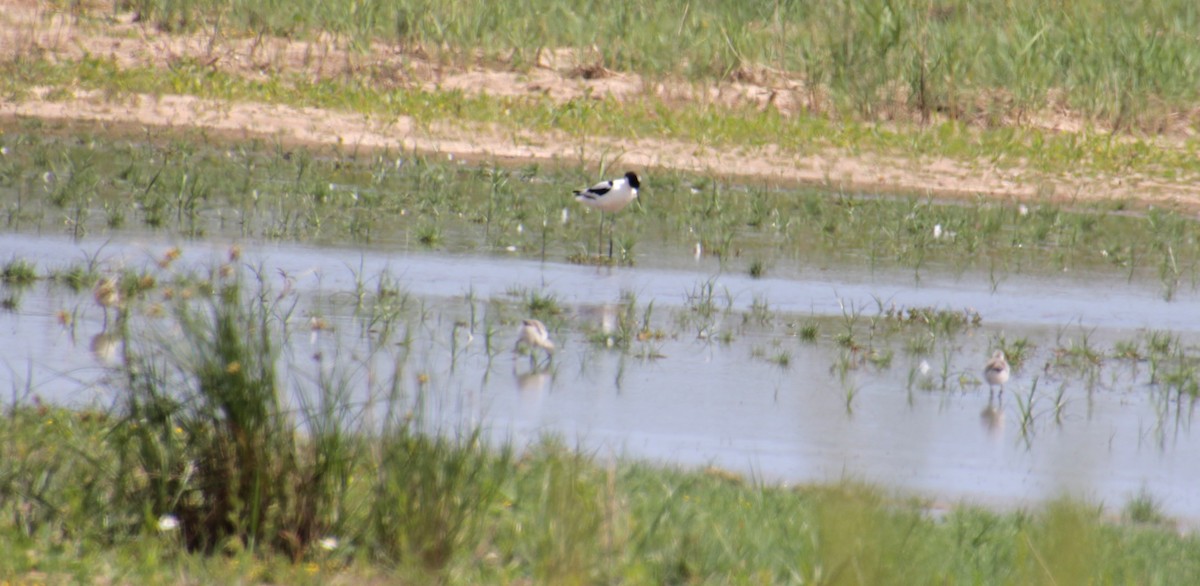 Pied Avocet - ML620802202