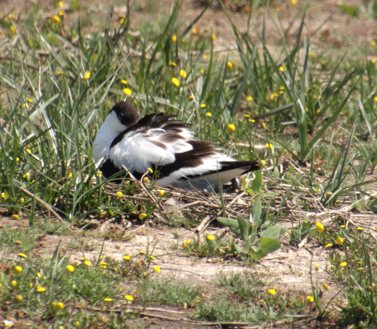 Pied Avocet - ML620802203