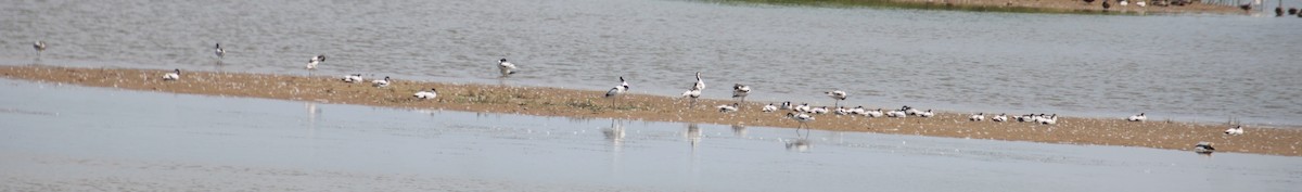 Pied Avocet - ML620802204