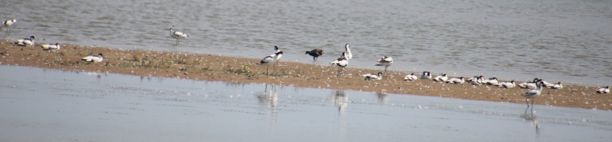 Avocette élégante - ML620802205