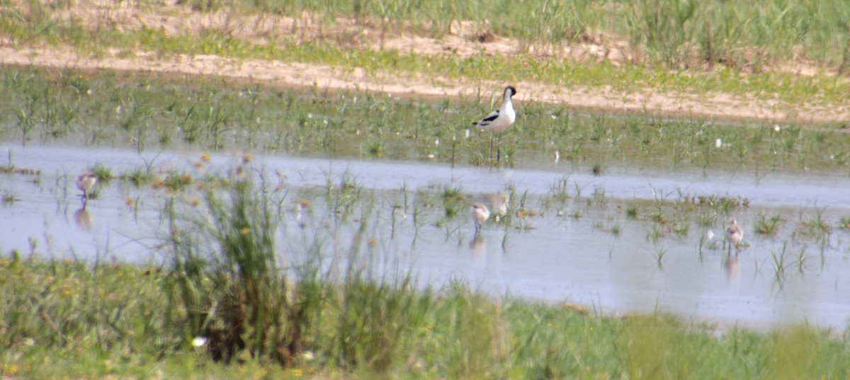 Pied Avocet - Samuel Harris