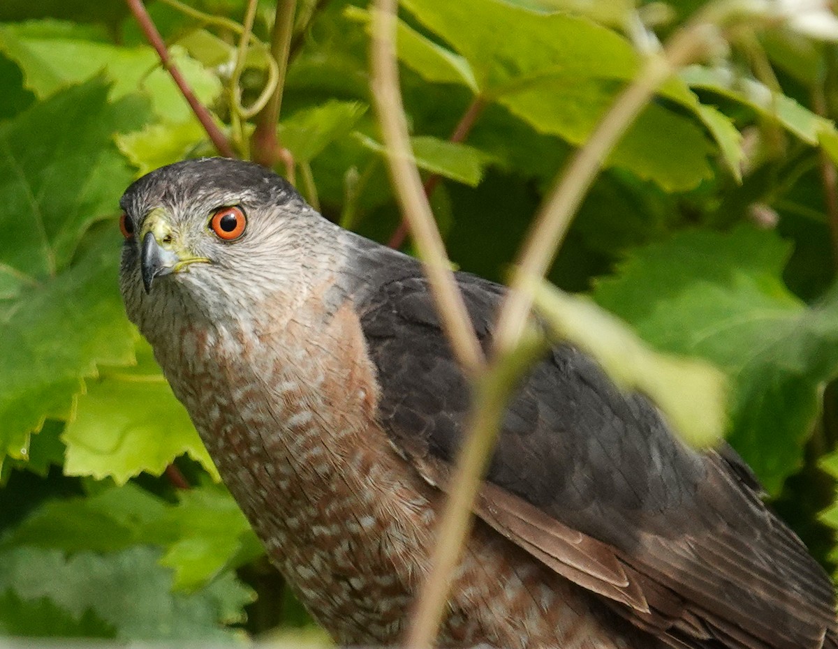 Cooper's Hawk - ML620802213