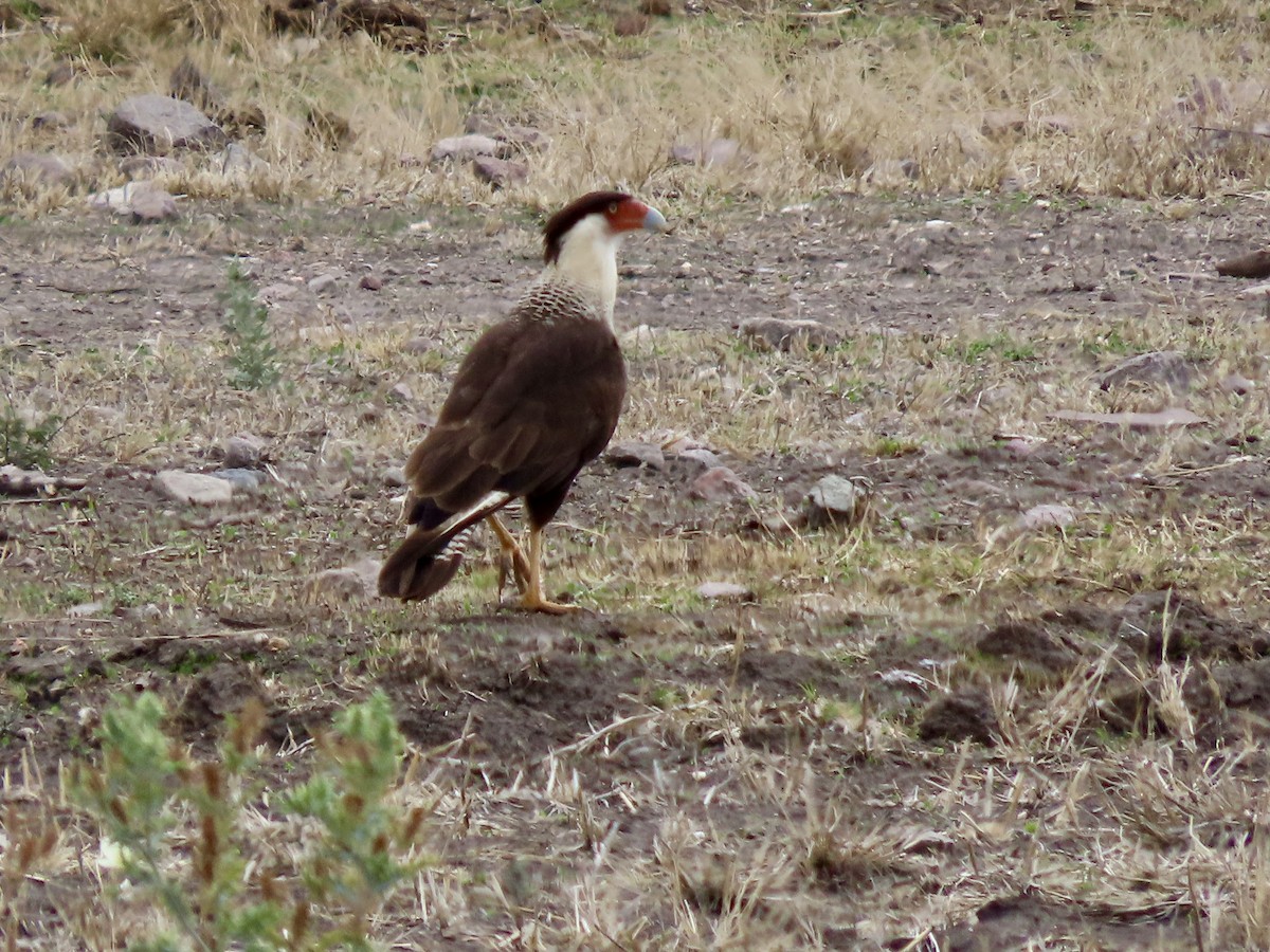 Caracara huppé (cheriway) - ML620802232