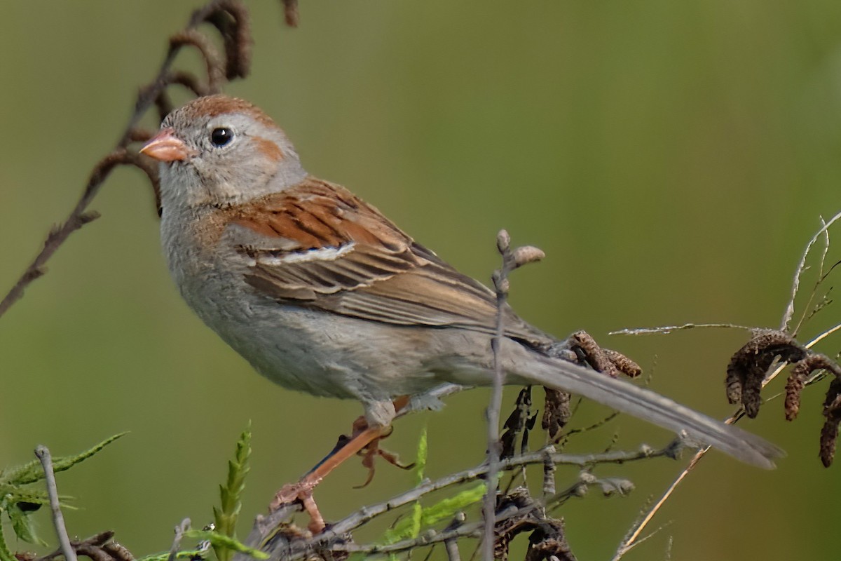 Field Sparrow - ML620802239