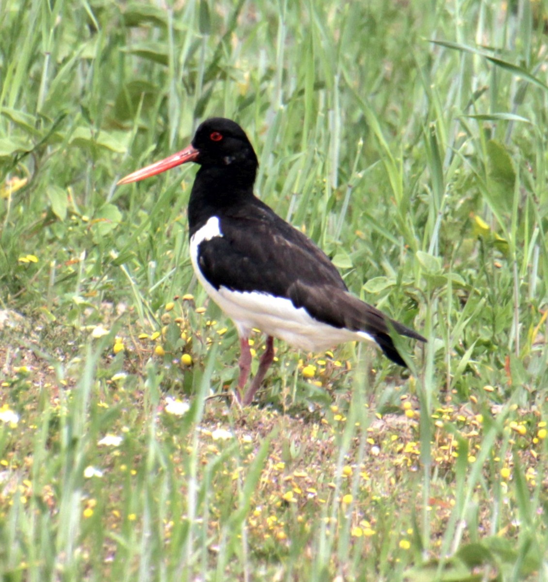 Eurasian Oystercatcher (Western) - ML620802248