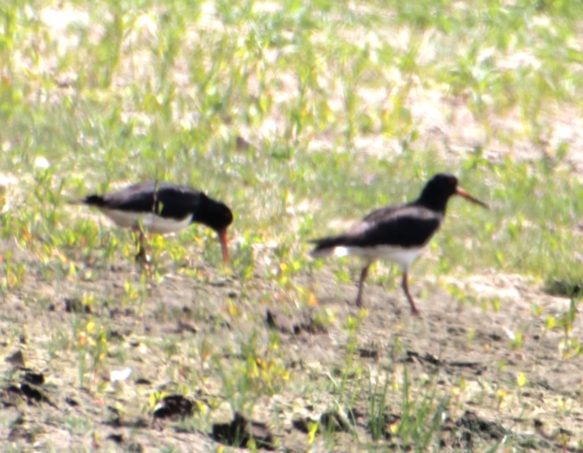 Eurasian Oystercatcher (Western) - ML620802250