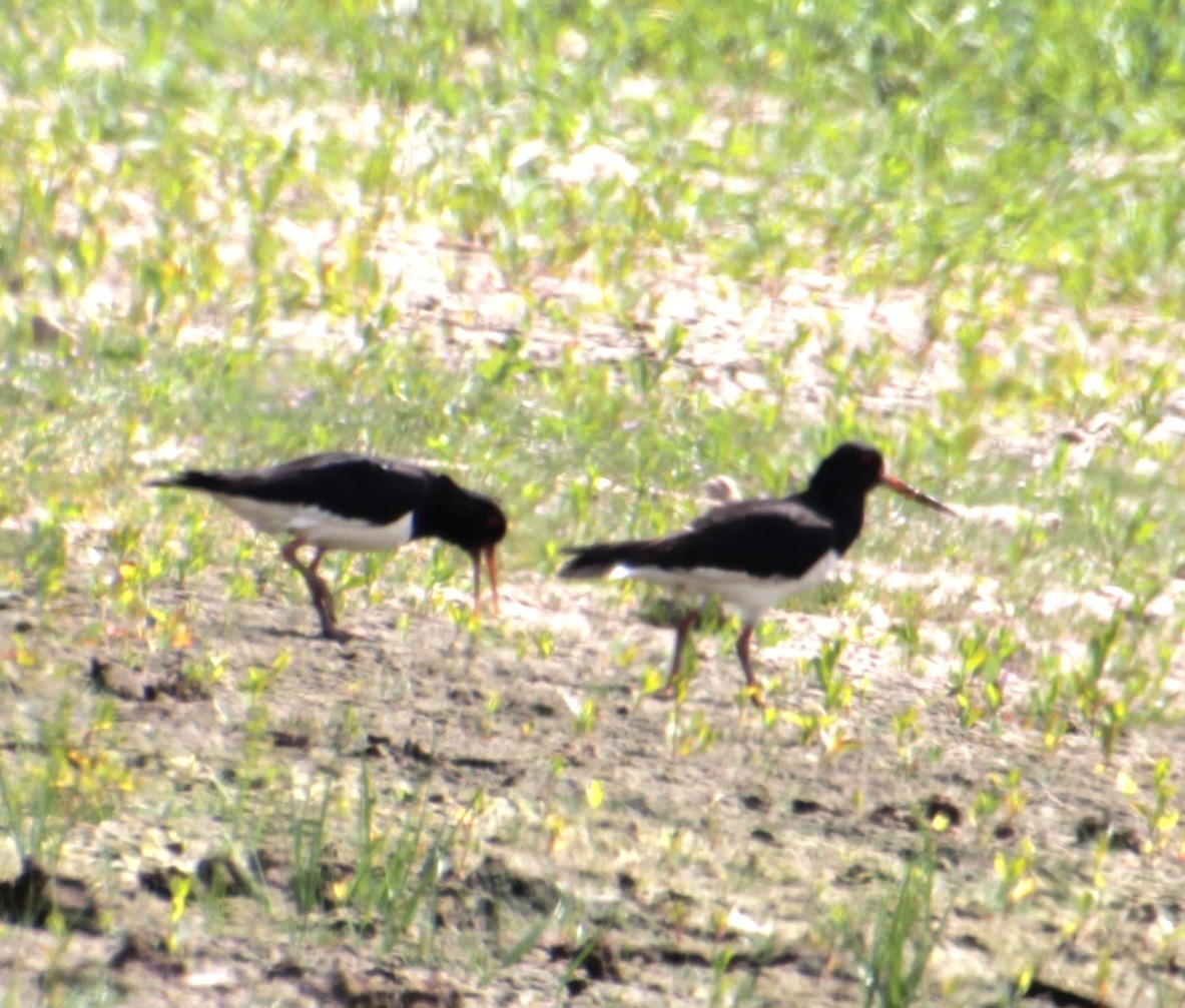 Eurasian Oystercatcher (Western) - ML620802253