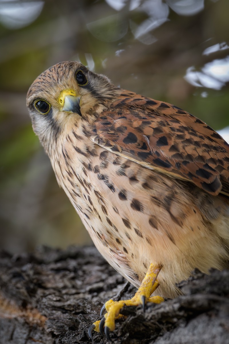 Eurasian Kestrel - ML620802254