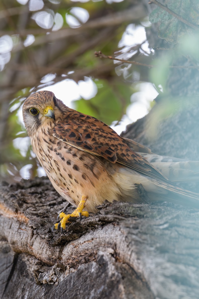 Eurasian Kestrel - ML620802255