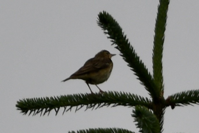 Tree Pipit - ML620802256