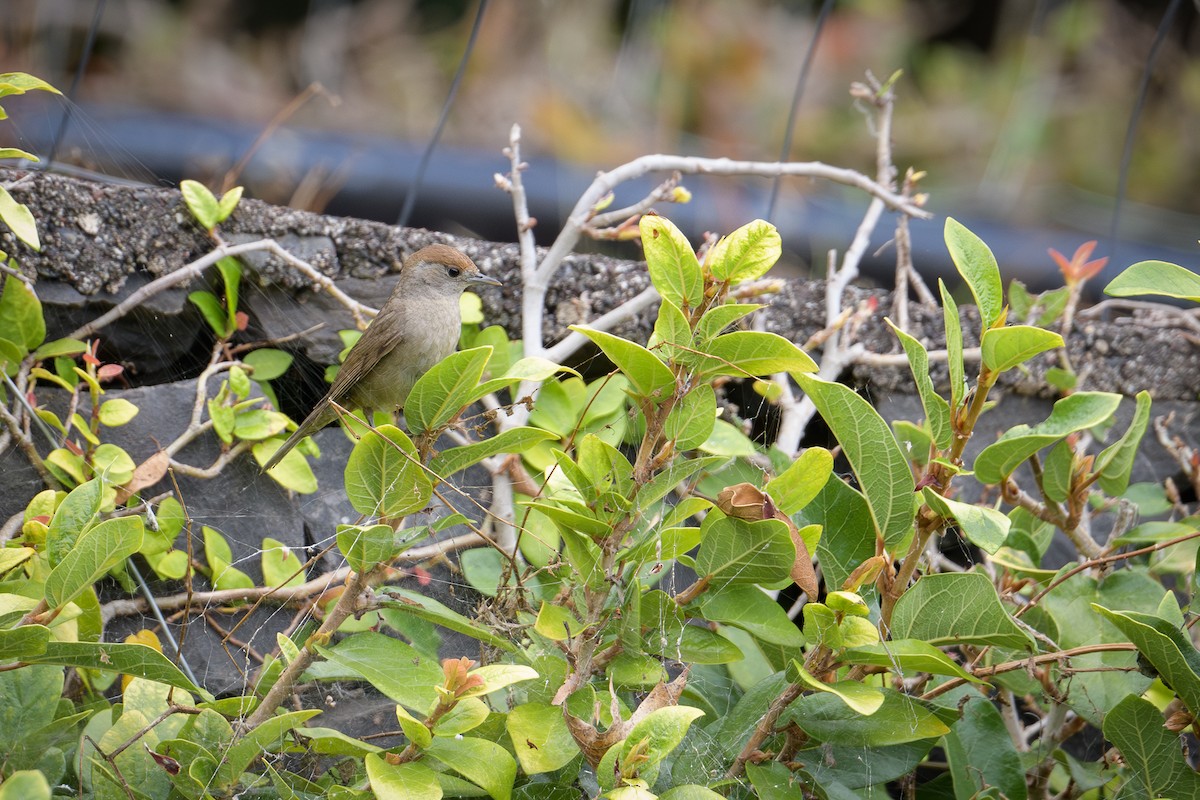 Eurasian Blackcap - ML620802261