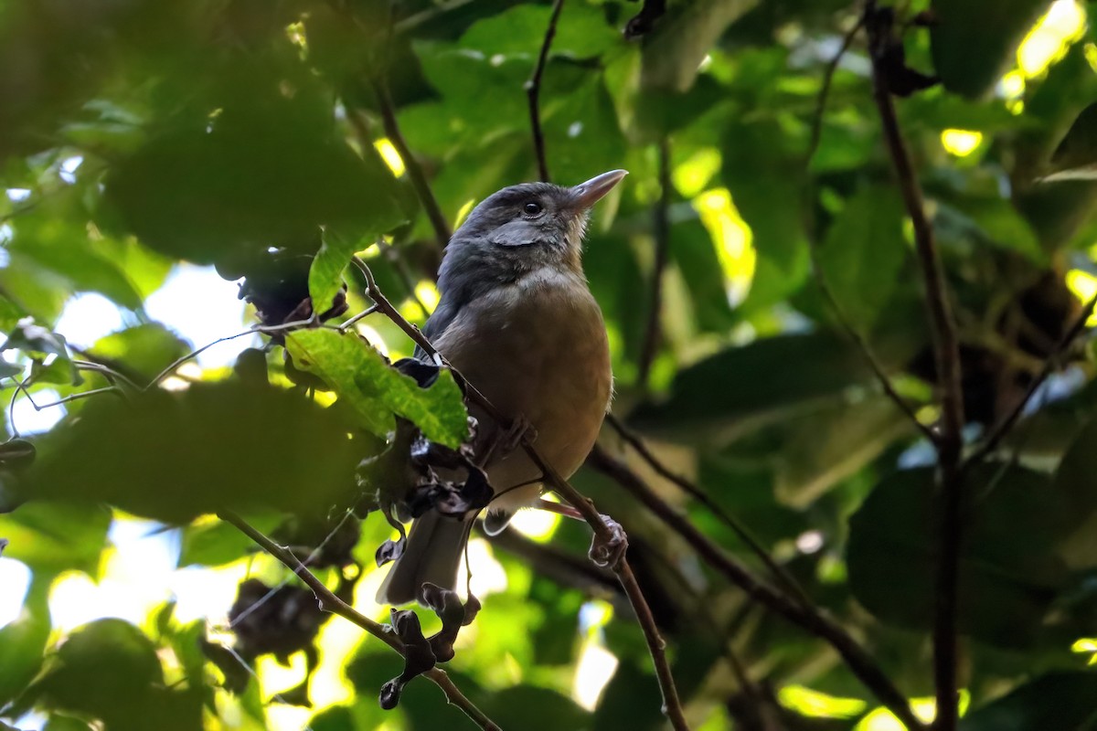 Rufous Shrikethrush - ML620802262