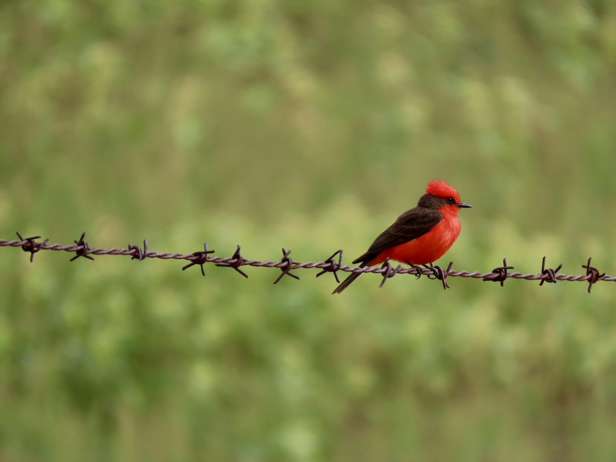 Vermilion Flycatcher - ML620802268