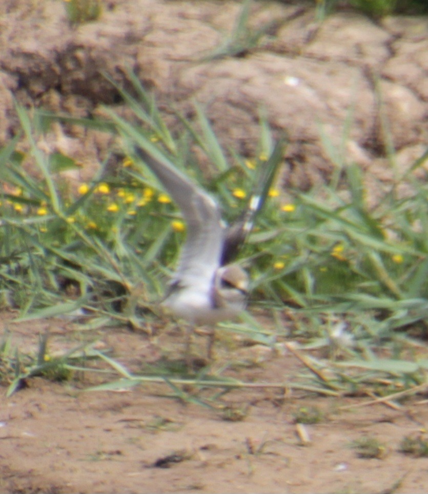 Little Ringed Plover (curonicus) - ML620802270