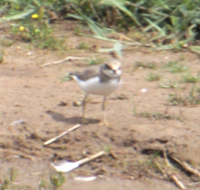 Little Ringed Plover (curonicus) - ML620802271