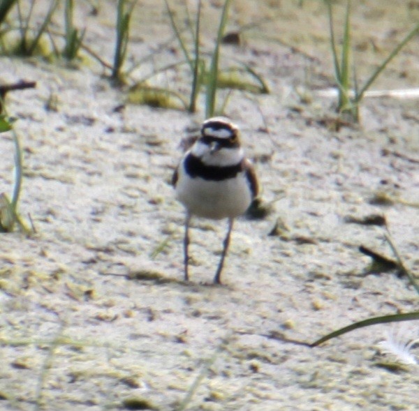 Little Ringed Plover (curonicus) - Samuel Harris