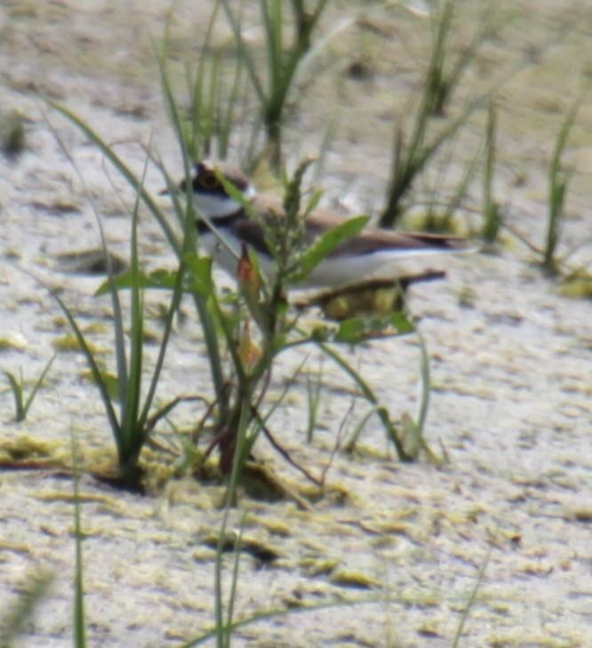 Little Ringed Plover (curonicus) - ML620802273