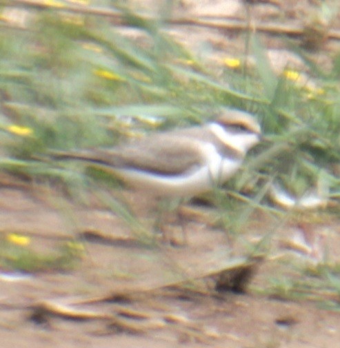 Little Ringed Plover (curonicus) - Samuel Harris