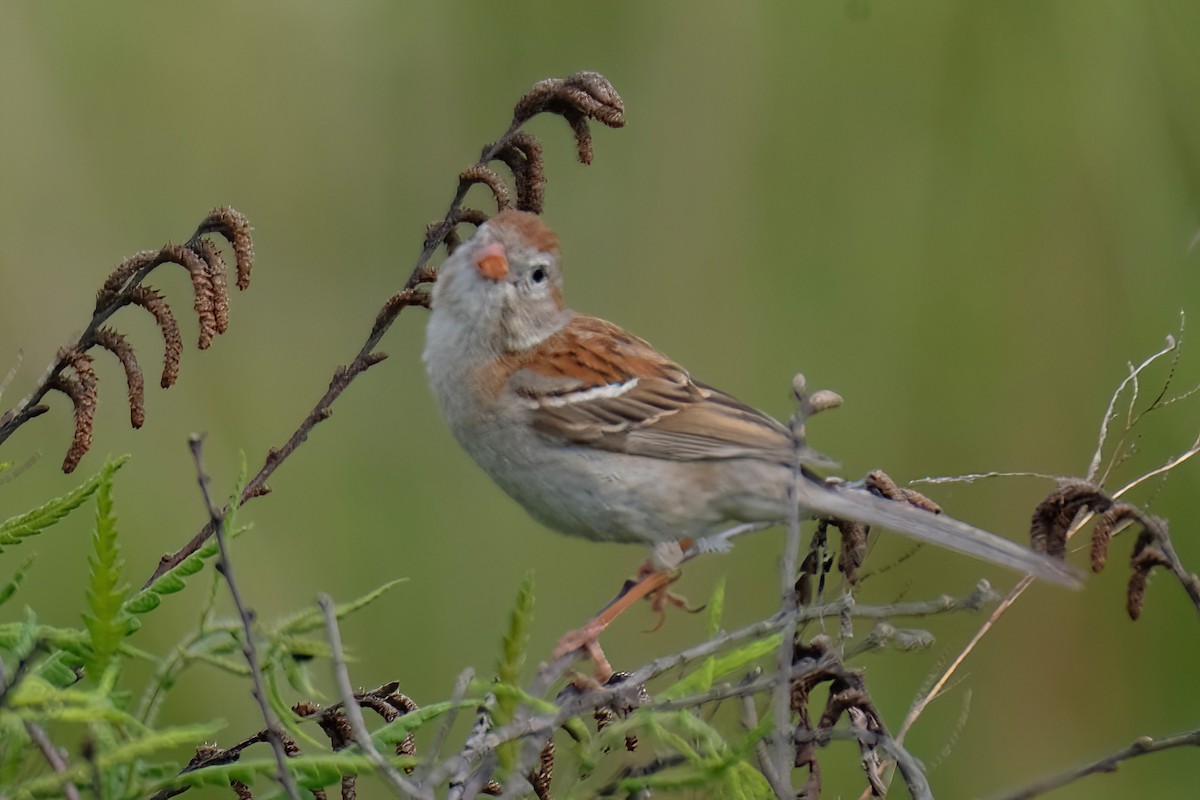 Field Sparrow - ML620802278