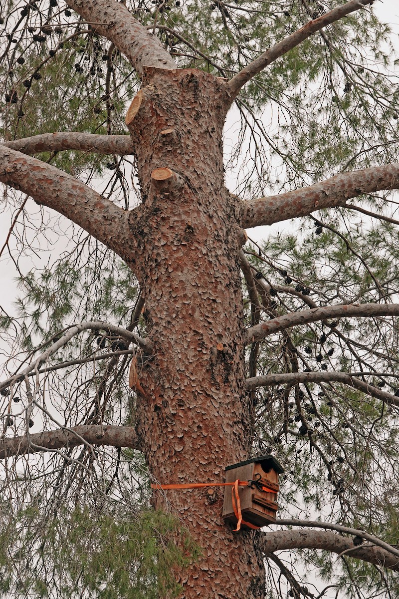 American Kestrel - ML620802281