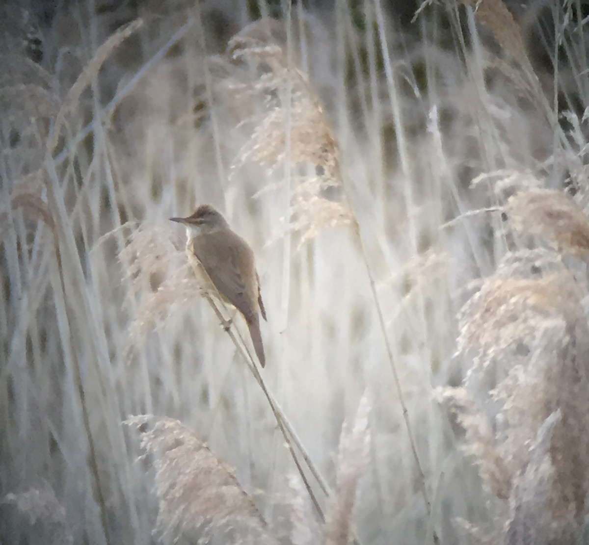 Great Reed Warbler - ML620802283