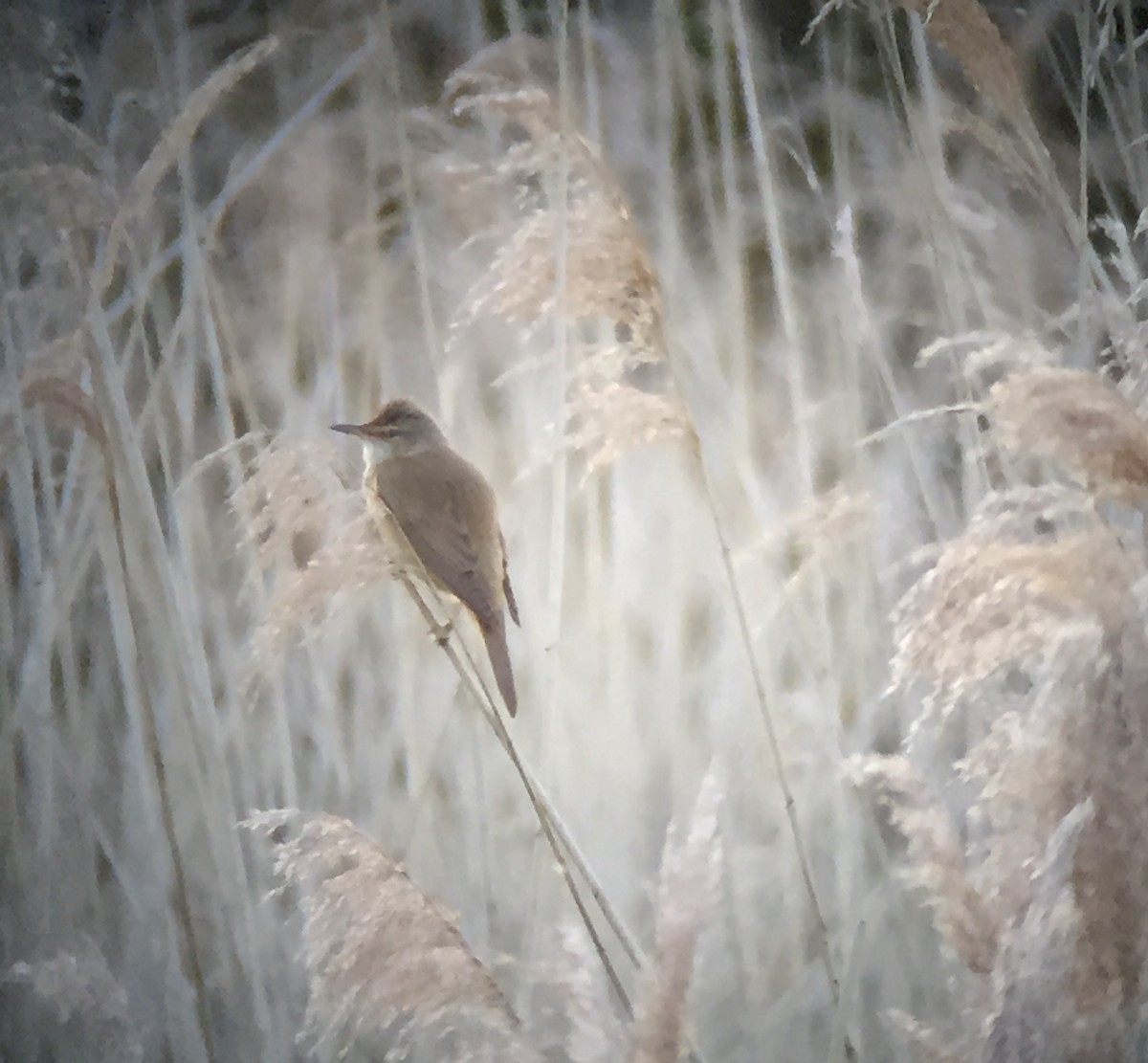 Их охил бялзуухай - ML620802283