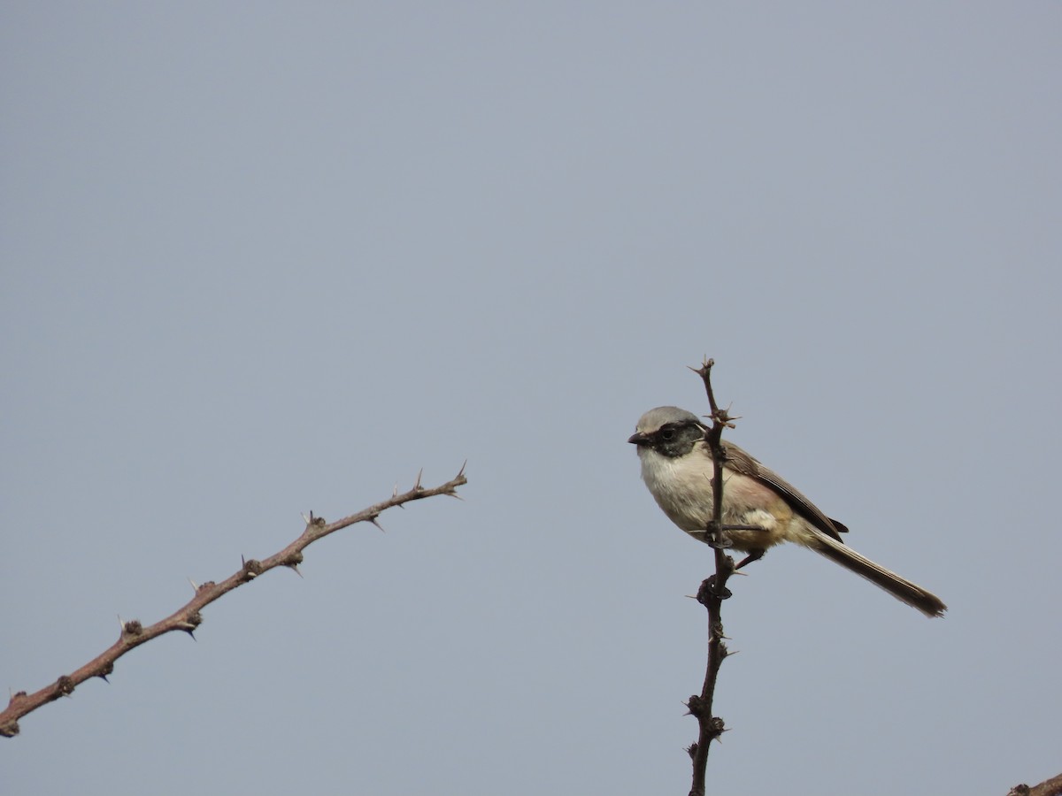 Bushtit (melanotis Group) - Roy Howard