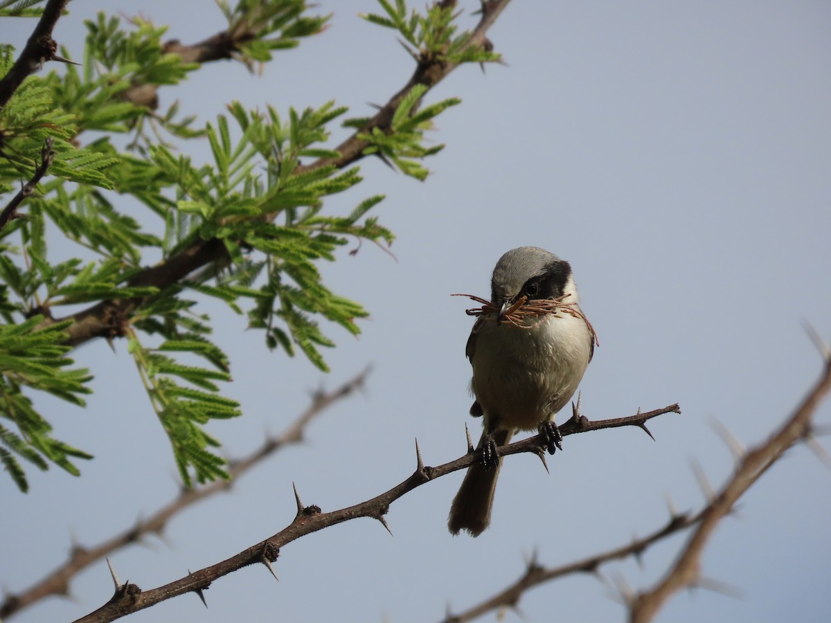 Bushtit (melanotis Group) - ML620802293