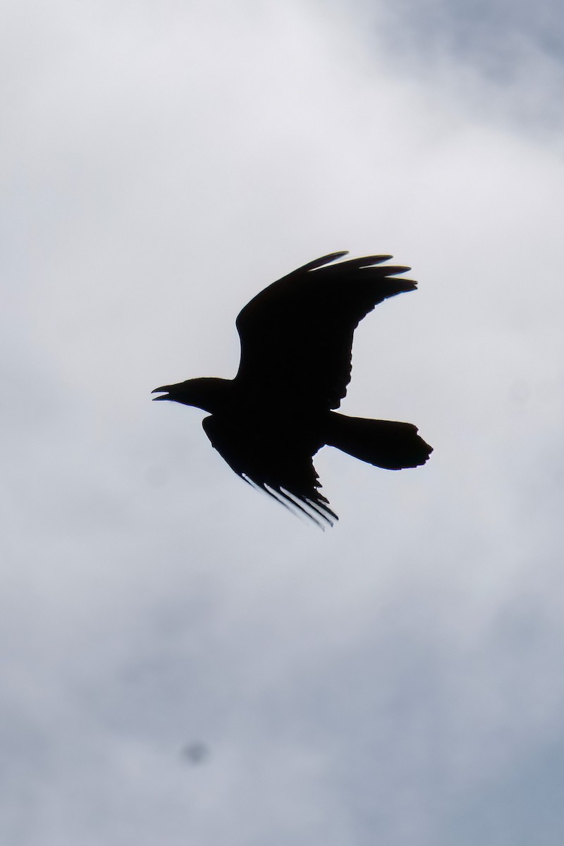 Common Raven - ML620802294