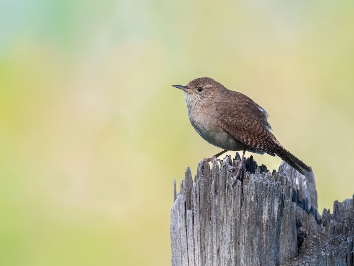 House Wren - ML620802319