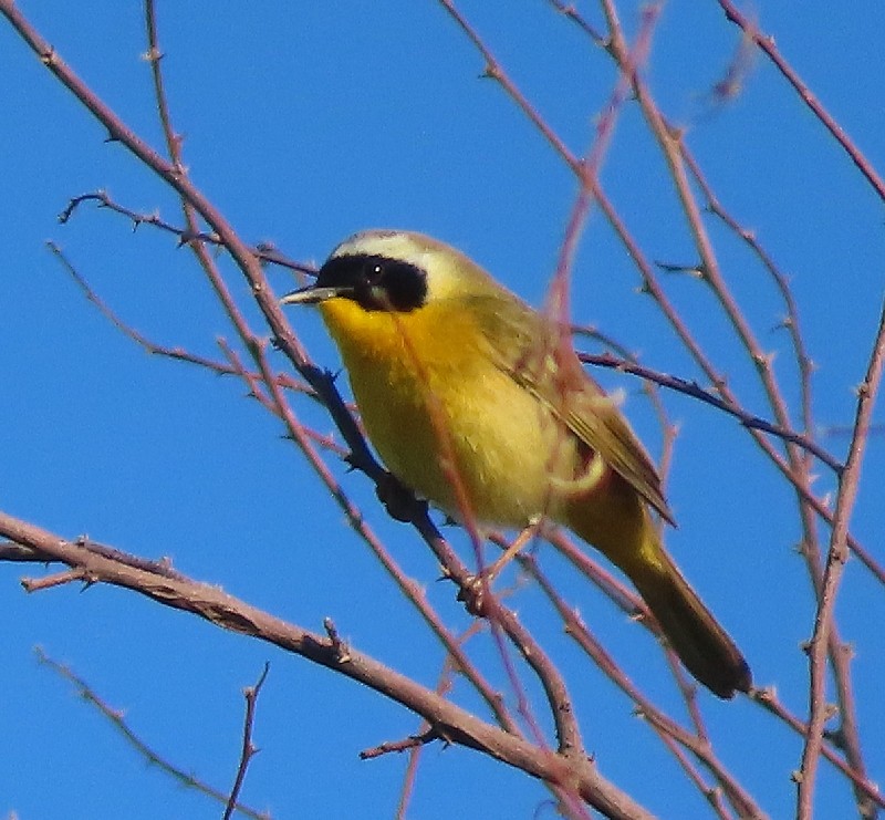 Common Yellowthroat - ML620802320