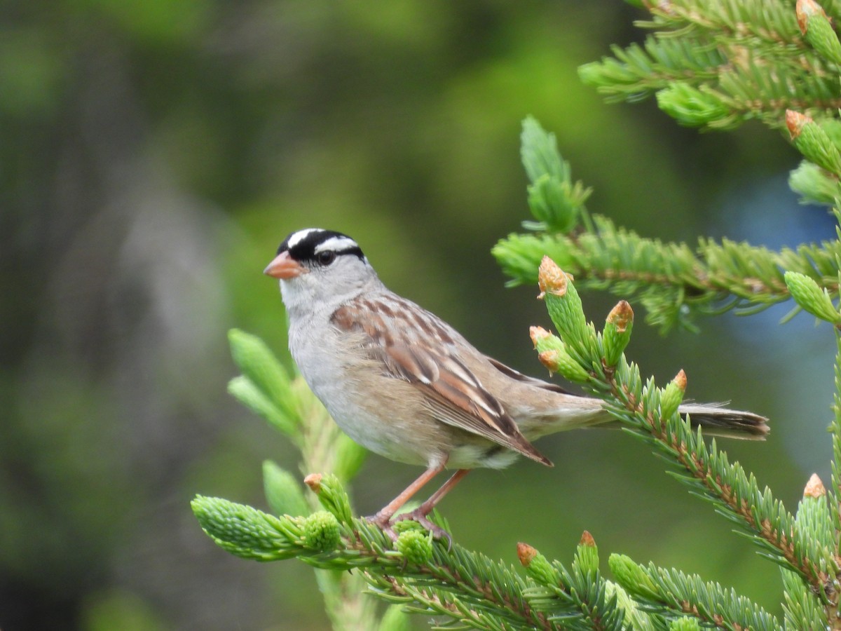 White-crowned Sparrow - ML620802330