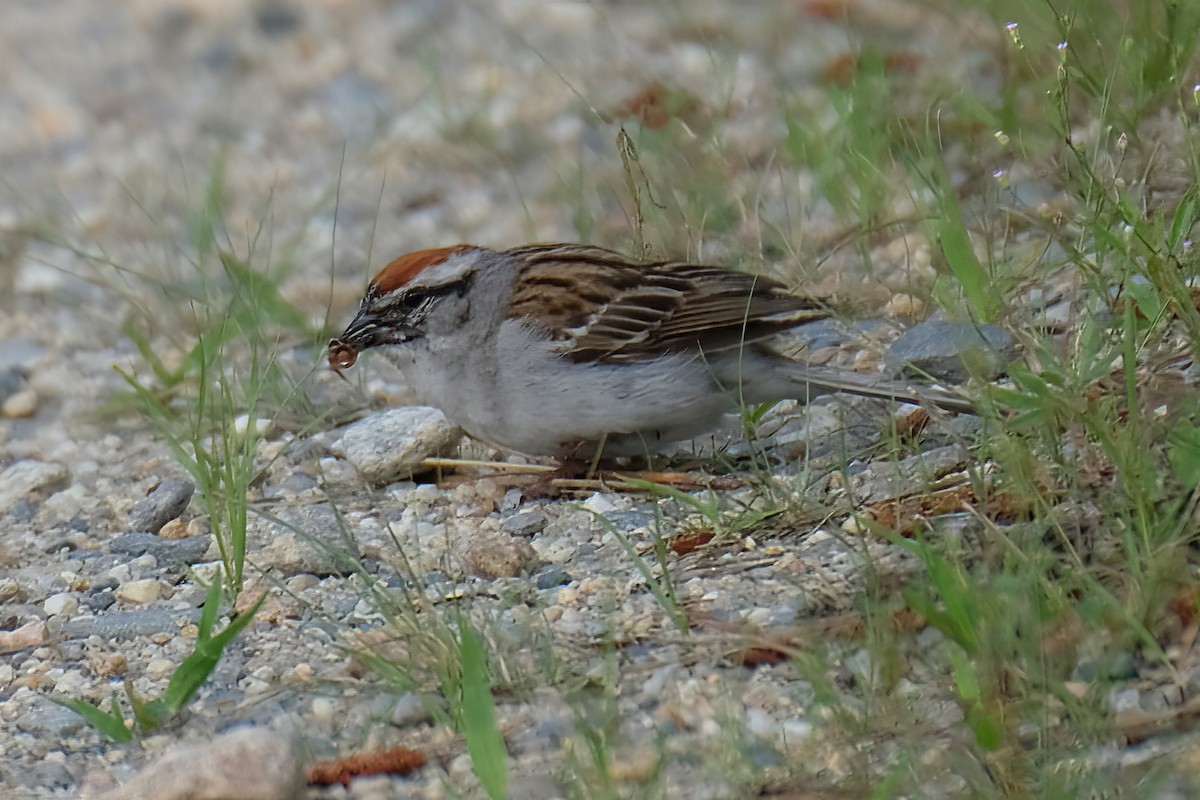 Chipping Sparrow - ML620802342