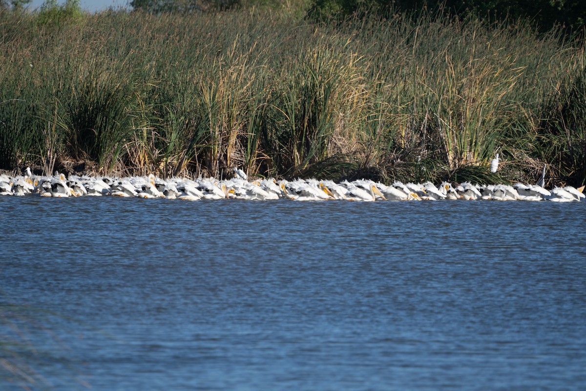 American White Pelican - ML620802346