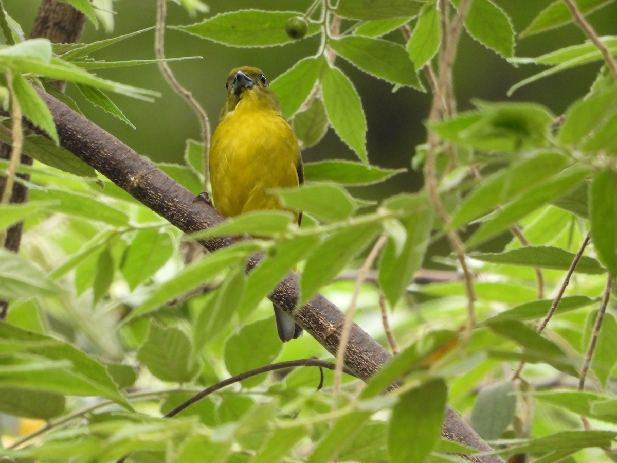 Thick-billed Euphonia - ML620802347