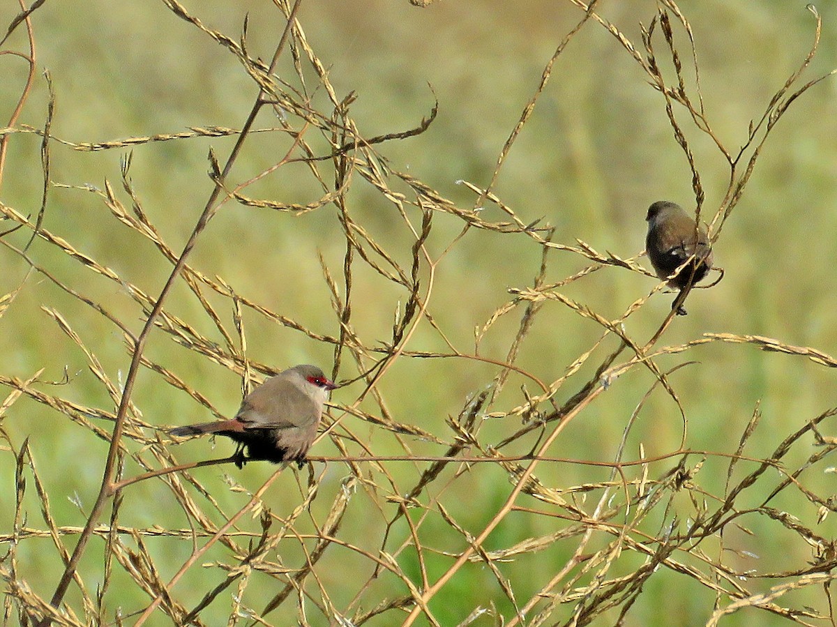 Common Waxbill - ML620802348