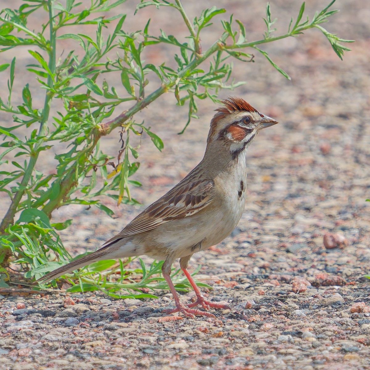 Lark Sparrow - ML620802349